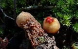 Calostoma lutescens image
