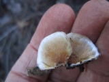 Gloeoporus dichrous image