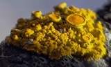 Xanthomendoza hasseana image