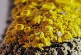 Xanthomendoza hasseana image