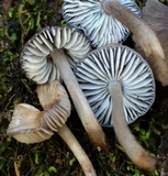 Mycopan scabripes image