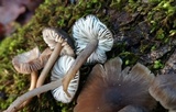 Mycopan scabripes image