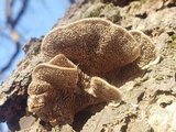 Cerrena unicolor image