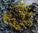 Xanthoria weberi image