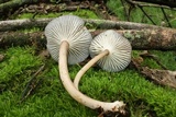 Clitocybula atrialba image