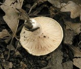 Lactarius piperatus image