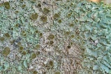 Hypotrachyna livida image