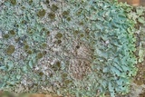 Hypotrachyna livida image