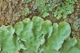 Parmotrema tinctorum image
