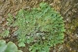 Heterodermia albicans image