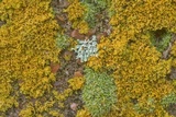 Xanthoria weberi image