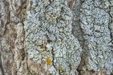 Physcia biziana image