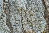Physcia biziana image