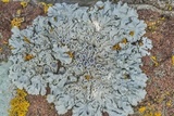 Physcia biziana image
