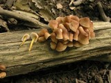 Mycena renati image