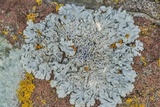 Physcia biziana image