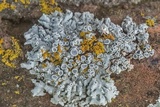 Physcia biziana image