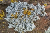 Physcia biziana image