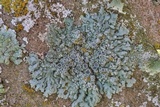 Physcia biziana image