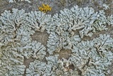 Physcia biziana image
