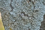 Physcia biziana image