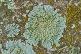 Dirinaria applanata image