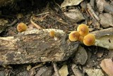 Mycena renati image