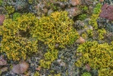 Xanthoria weberi image