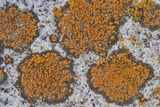 Caloplaca subsoluta image