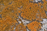 Caloplaca subsoluta image