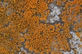 Caloplaca subsoluta image