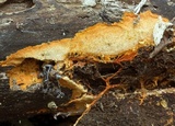 Hydnophlebia chrysorhiza image