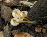 Mycena renati image