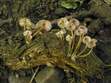 Mycena renati image