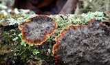 Punctularia strigosozonata image
