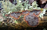 Punctularia strigosozonata image