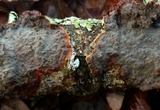 Punctularia strigosozonata image