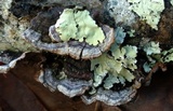 Punctularia strigosozonata image