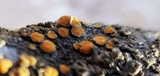 Caloplaca cerina image