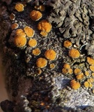 Caloplaca cerina image