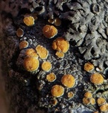 Caloplaca cerina image