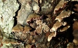 Trichaptum abietinum image