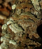 Trichaptum abietinum image