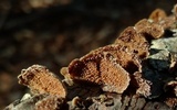 Trichaptum abietinum image