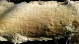 Irpex lacteus image