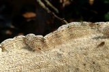 Irpex lacteus image