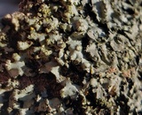 Phaeophyscia pusilloides image