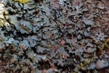 Phaeophyscia pusilloides image