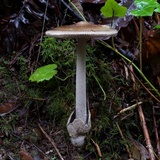 Amanita sect. Vaginatae image
