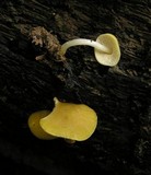 Pluteus chrysophaeus image